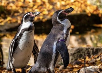 В Харьковский зоопарк прибыли пингвины 