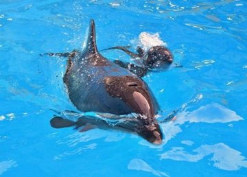 В харьковском дельфинарии - снова пополнение В харьковском дельфинарии - снова пополнение