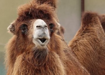 В Харьковском зоопарке еще месяц будет бесплатный вход В Харьковском зоопарке еще месяц будет бесплатный вход