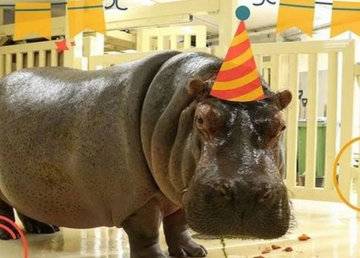 В Харьковском зоопарке отметили день рождения бегемотихи Степаниды