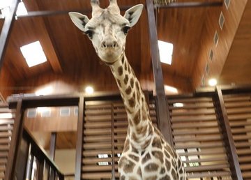 В Харьковском зоопарке отметили день рождения жирафа Дёмы В Харьковском зоопарке отметили день рождения жирафа Дёмы