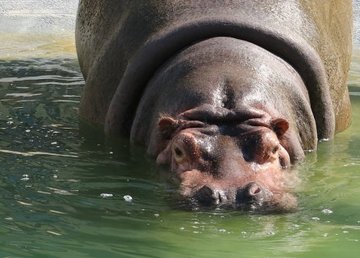 В Харьковском зоопарке переселили два вида животных В Харьковском зоопарке переселили два вида животных