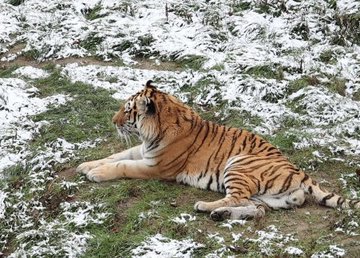 В Харьковском зоопарке подготовились к зиме В Харьковском зоопарке подготовились к зиме