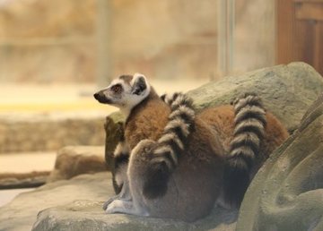В Харьковском зоопарке появились кошачьи лемуры