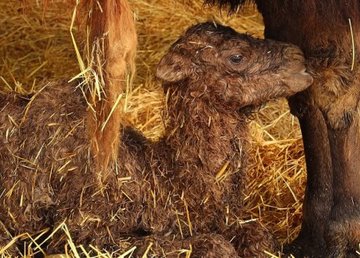 В Харьковском зоопарке родился верблюд  В Харьковском зоопарке родился верблюд