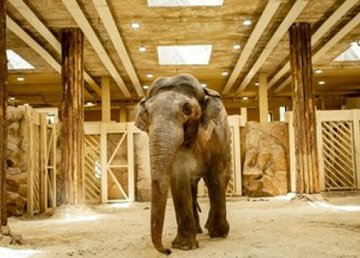 В Харьковском зоопарке умерла слониха Тэнди