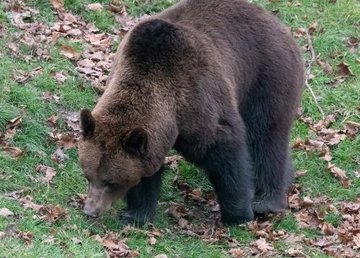 В Харьковском зоопарке засыпают медведи 