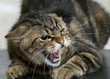 В Киевском районе зафиксирован случай бешенства В Киевском районе зафиксирован случай бешенства