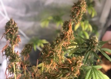 В Немышлянском районе Харькова полицейские обнаружили в доме мужчины наркотические вещества В Немышлянском районе Харькова полицейские обнаружили в доме мужчины наркотические вещества