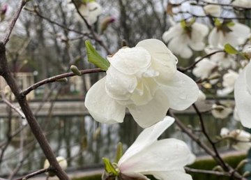 В парке Горького цветут магнолии 