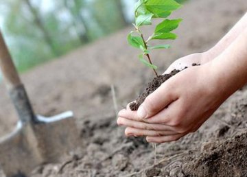 В парке Железнодорожников высадили деревья