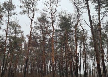 В районе Журавлевки проводят санитарную вырубку деревьев В районе Журавлевки проводят санитарную вырубку деревьев