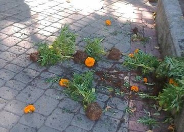 В сквере «Театральный» утром вырвали цветы В сквере «Театральный» утром вырвали цветы