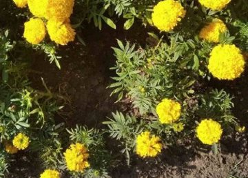 В Театральном сквере неизвестные повредили клумбы и элементы благоустройства