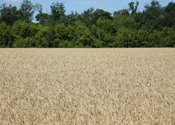 В Украине зарегистрировано 1411 земельных сделок. Минагрополитики