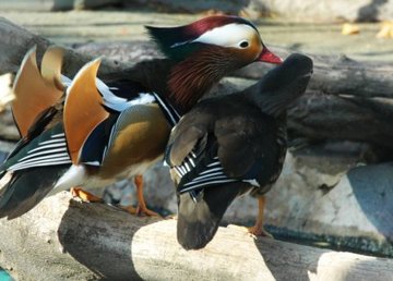 В зоопарке декоративных уток переселили в новый вольер