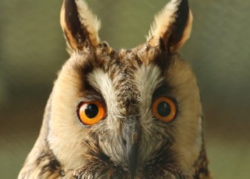 Возвращение в дикую природу Возвращение в дикую природу