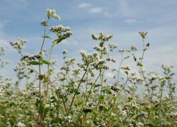Впервые аграрии, выращивающие крупяные культуры, получат государственную компенсацию