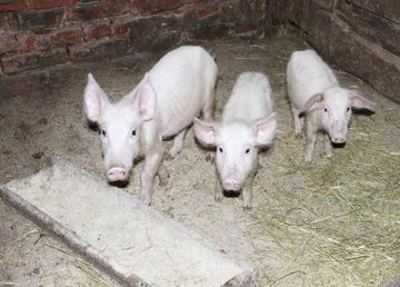 Вспышка африканской чумы свиней в Богодуховском районе локализована Вспышка африканской чумы свиней в Богодуховском районе локализована