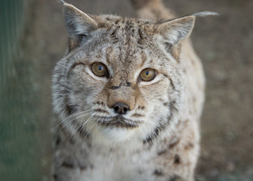 Зебры, бараны, рыси, совы, колпицы и зимородки - в Фельдман Экопарк большое пополнение из стран Балтии