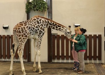 Жираф Дема адаптировался в Харьковском зоопарке