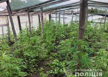 Житель Харьковской области понесет уголовную ответственность за незаконный посев конопли Житель Харьковской области понесет уголовную ответственность за незаконный посев конопли