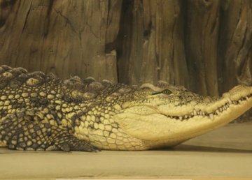 «Золушка» Сеня «Золушка» Сеня