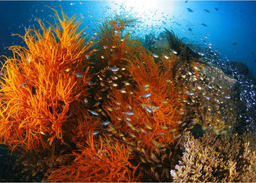 Подводный фотограф Сергей Глущенко Подводный фотограф Сергей Глущенко