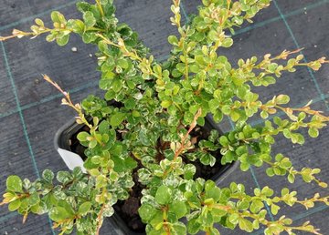 Барбарис саженцы