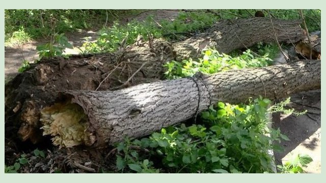 В Харькове из-за непогоды упало около двух десятков деревьев