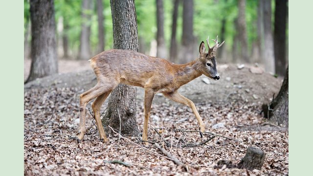 Фельдман Экопарк принял на реабилитацию орлана-белохвоста и европейскую косулю Фельдман Экопарк принял на реабилитацию орлана-белохвоста и европейскую косулю