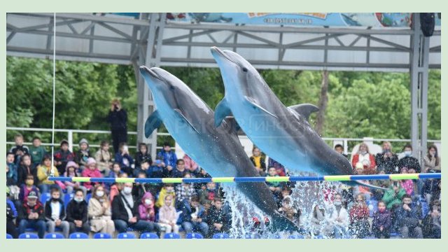 450 харьковских школьников отпраздновали День защиты детей в дельфинарии «Немо» 450 харьковских школьников отпраздновали День защиты детей в дельфинарии «Немо»
