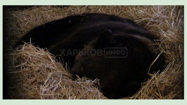 В Харьковском зоопарке медведи залегли в спячку