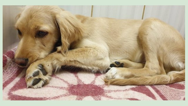 Мужчине, который избил щенка-спаниеля, грозит уголовное наказание Мужчине, который избил щенка-спаниеля, грозит уголовное наказание