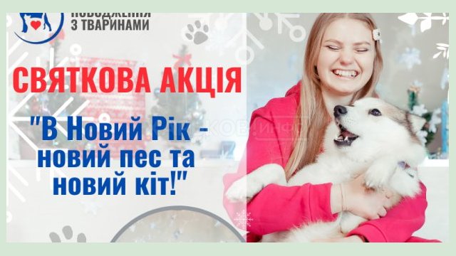 Городской приют для животных объявляет новогоднюю акцию Городской приют для животных объявляет новогоднюю акцию