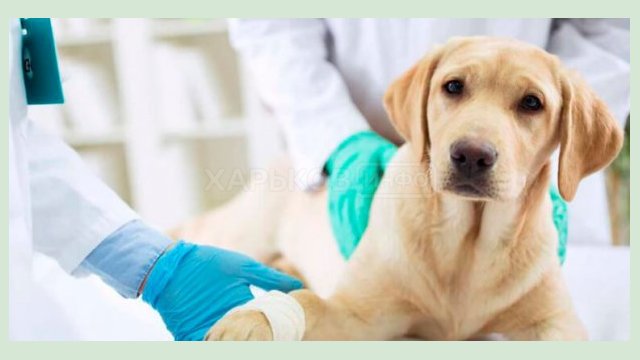 Харьковчан льготных категорий приглашают стерилизовать своих домашних животных Харьковчан льготных категорий приглашают стерилизовать своих домашних животных