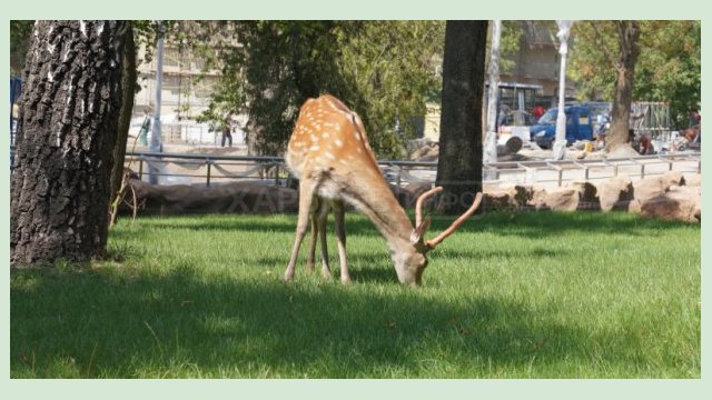 Харьковский зоопарк будет увеличивать посещаемость поэтапно