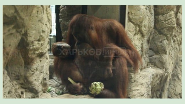 Харьковский зоопарк присоединится к программе сохранения орангутанов