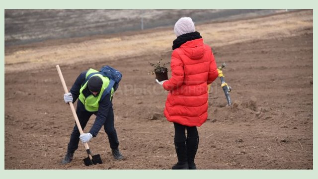 На Дергачевском полигоне высаживают тысячи деревьев и кустов 