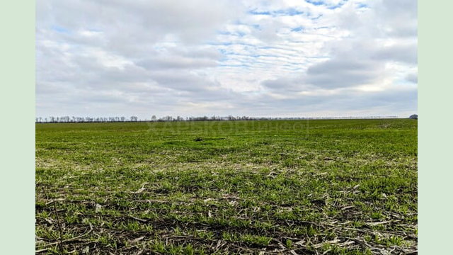 На Харківщині збір врожаю озимих культур очікується на майже 326 тисяч гектарів площ На Харківщині збір врожаю озимих культур очікується на майже 326 тисяч гектарів площ