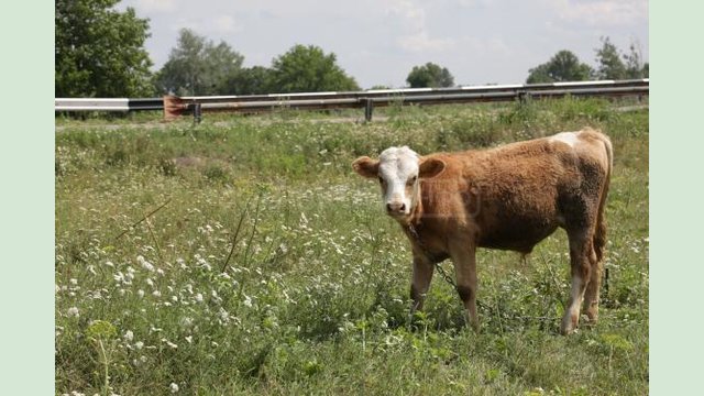На Харьковщине выросло производство животноводческой продукции На Харьковщине выросло производство животноводческой продукции