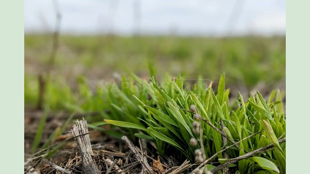 На полях Харківщини зійшов 91% посівів озимини