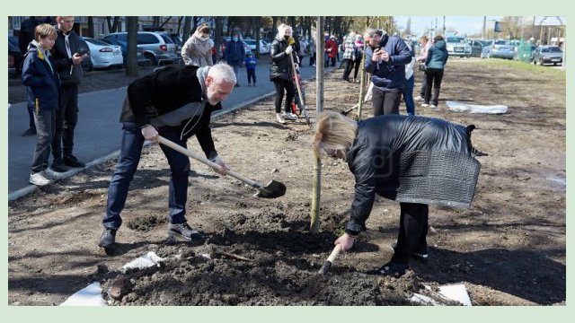 На Салтовском шоссе вместо парковки посадили аллею кленов