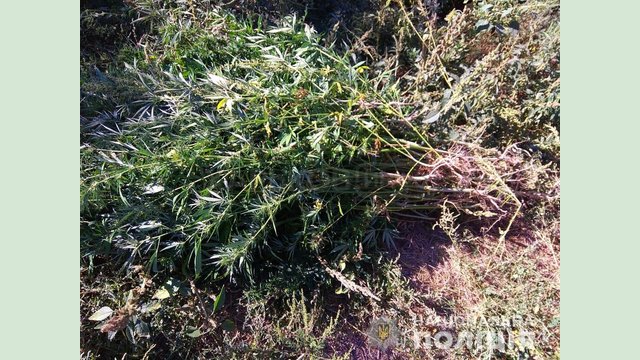 Полицейские изъяли 39 кустов конопли у жителя Харьковщины Полицейские изъяли 39 кустов конопли у жителя Харьковщины