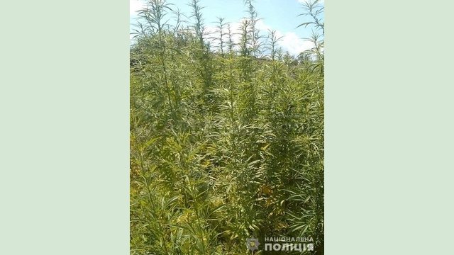 Работники полиции изъяли почти 100 кустов конопли у жителя Харьковского района Работники полиции изъяли почти 100 кустов конопли у жителя Харьковского района