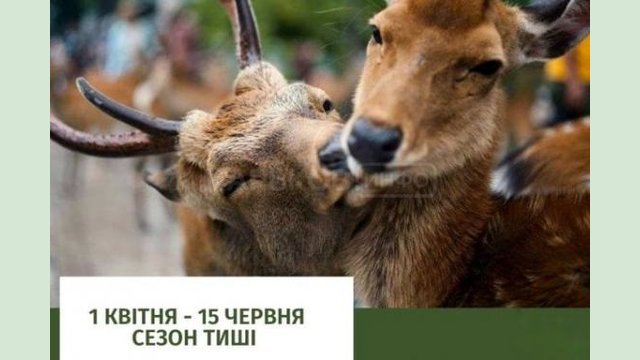 С 1 апреля наступает «сезон тишины» в лесах С 1 апреля наступает «сезон тишины» в лесах