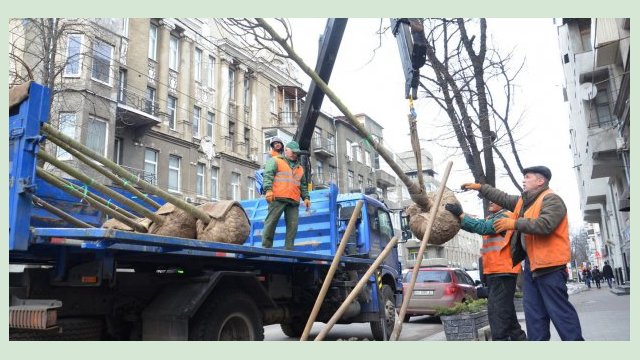 В городе высадят более двух миллионов цветов и полтысячи деревьев