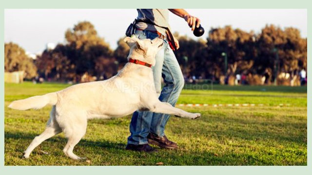 В городском приюте откроют pet-friendly контакт-центр В городском приюте откроют pet-friendly контакт-центр