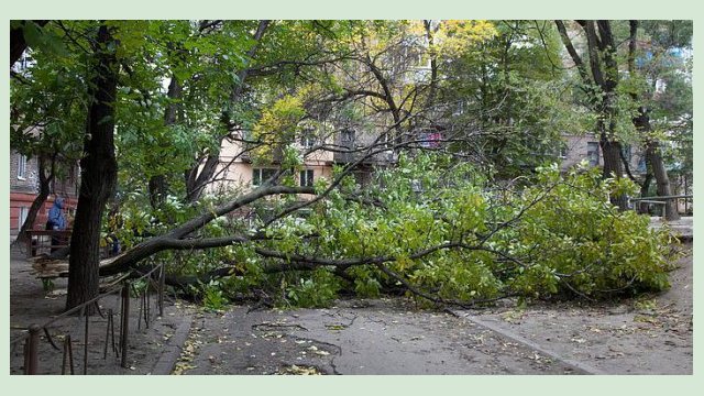 В Харькове из-за непогоды упало семь деревьев 