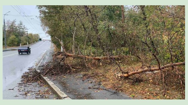 В Харькове из-за непогоды упало шесть деревьев 